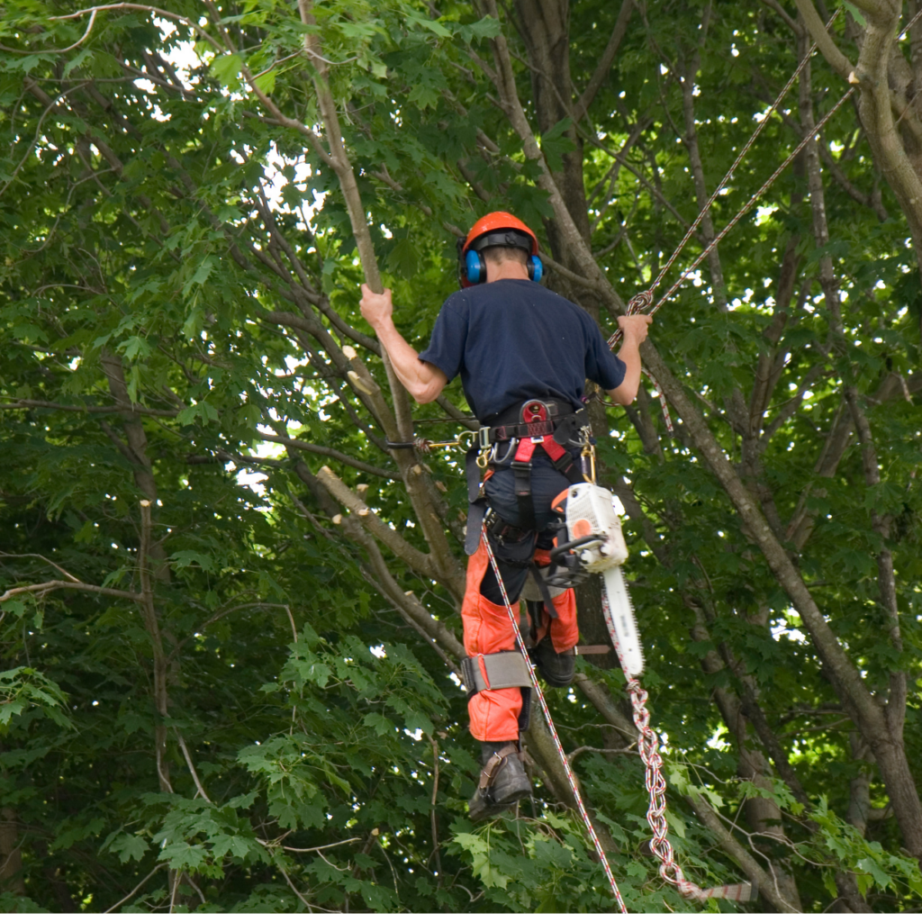 Arborist+in+a+tree