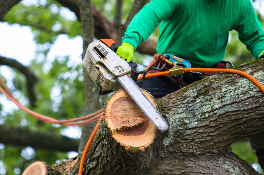 tree trimming and cuting