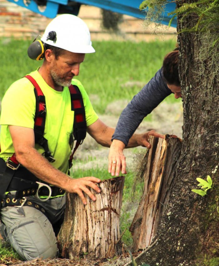 Tree Trimming and Cutting Services by Professional Tree Arborists